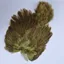 Whiting Brahma Hen Soft Hackle with Chickabou in Dyed Olive